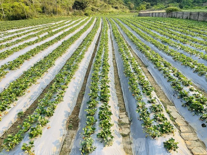 Young people flock to strawberry gardens in Moc Chau - 1 Young people flock to strawberry gardens in Moc Chau - 1