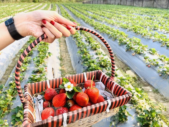 Young people flock to strawberry gardens in Moc Chau - 6 Young people flock to strawberry gardens in Moc Chau - 6