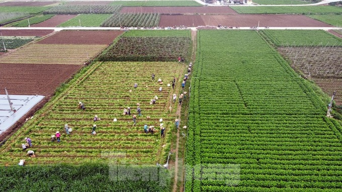 Farm produce in Hai Duong left spoilt during lockdown - 1