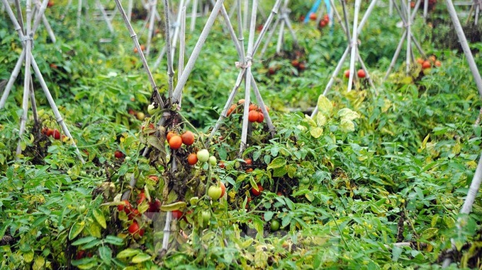 Farm produce in Hai Duong left spoilt during lockdown - 8