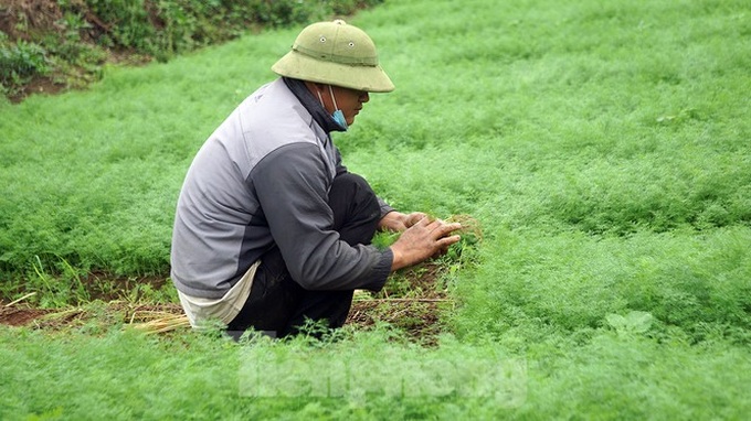 Farm produce in Hai Duong left spoilt during lockdown - 5