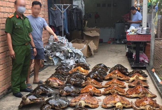 Tay Ninh police bust illegal turtle trading - 1