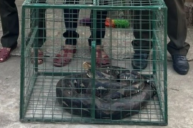 Rare python found in Thua Thien-Hue house - 1 Rare python found in Thua Thien-Hue house - 1
