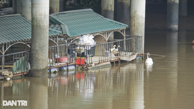 Swans die from pollution in Haiphong river - 1