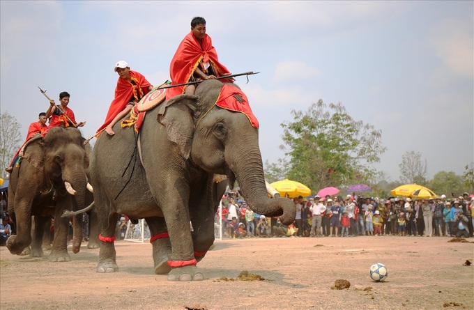 Elephants join football match at Buon Ma Thuot Coffee Festival - 4 Elephants join football match at Buon Ma Thuot Coffee Festival - 4