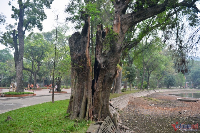 Old trees at Hanoi Botanical Gardens dying - 1