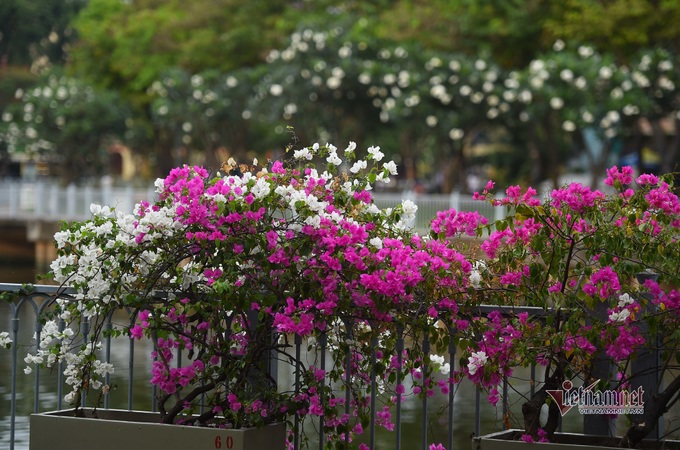 HCM City canal area attracts visitors after being upgraded - 3