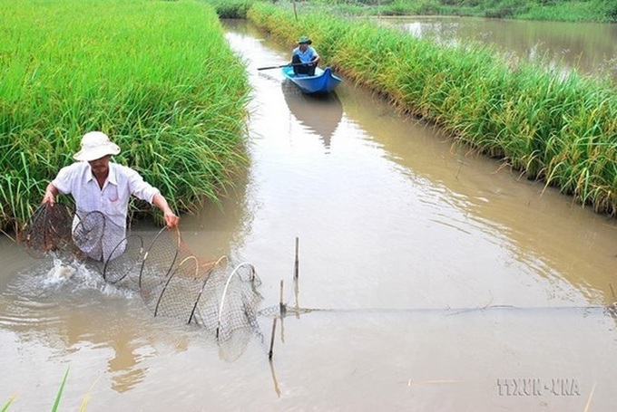 Bac Lieu shifts to organic rice farming - 1