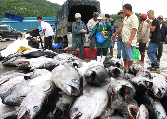 Vietnam's tuna exports to US increase - 1