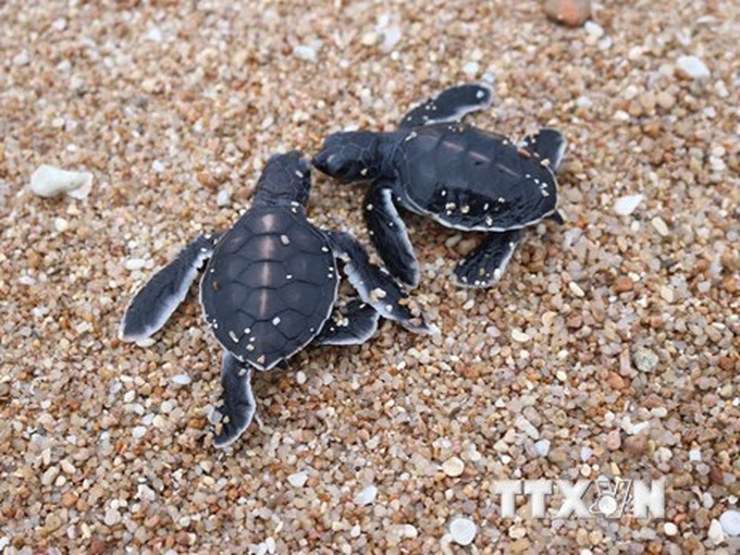 Sea turtles protected at Nui Chua National Park - 1 Sea turtles protected at Nui Chua National Park - 1