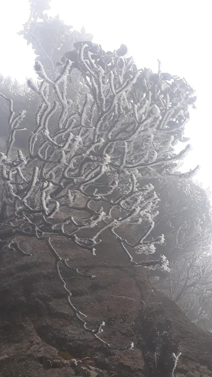 Frosts cover Fansipan Mountain - 4 Frosts cover Fansipan Mountain - 4
