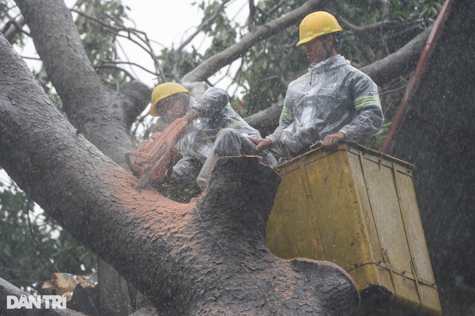 HCM City helps Hanoi to handle typhoon-hit trees - 5