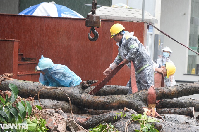 HCM City helps Hanoi to handle typhoon-hit trees - 3