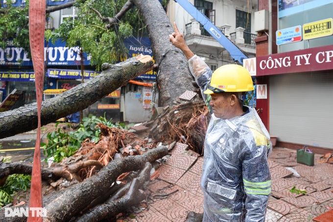 HCM City helps Hanoi to handle typhoon-hit trees - 2