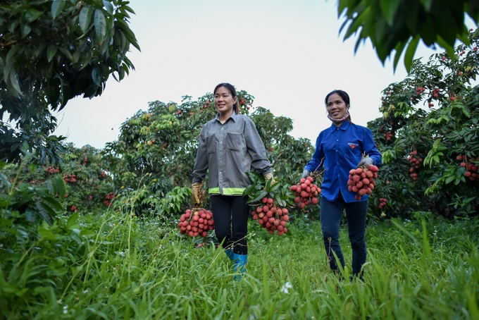 190 Chinese traders allowed to come and buy lychees in Bac Giang - 1 190 Chinese traders allowed to come and buy lychees in Bac Giang - 1