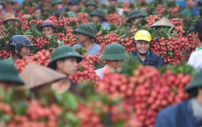 Over 300 Chinese traders to arrive in Vietnam to buy litchi - 1