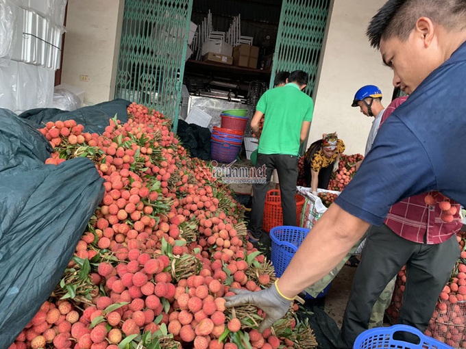 Around 22,000 tonnes of Bac Giang litchi exported to China - 2