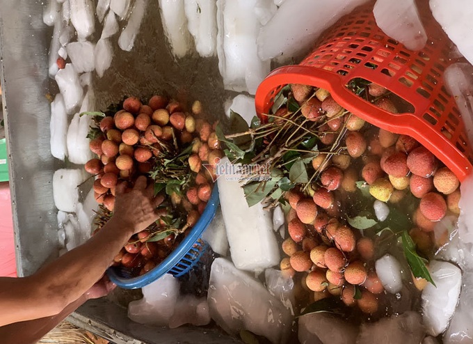 Around 22,000 tonnes of Bac Giang litchi exported to China - 3