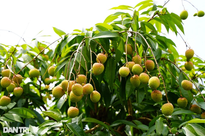 Early-ripening lychee season in Bac Giang - 3