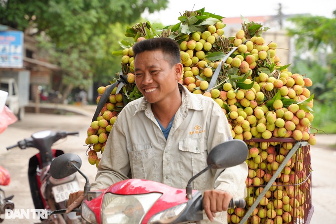 Early-ripening lychee season in Bac Giang - 6