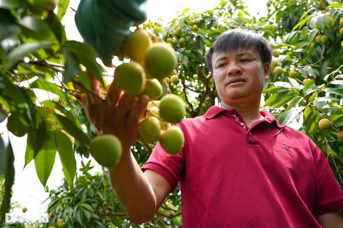 Early-ripening lychee season in Bac Giang - 2