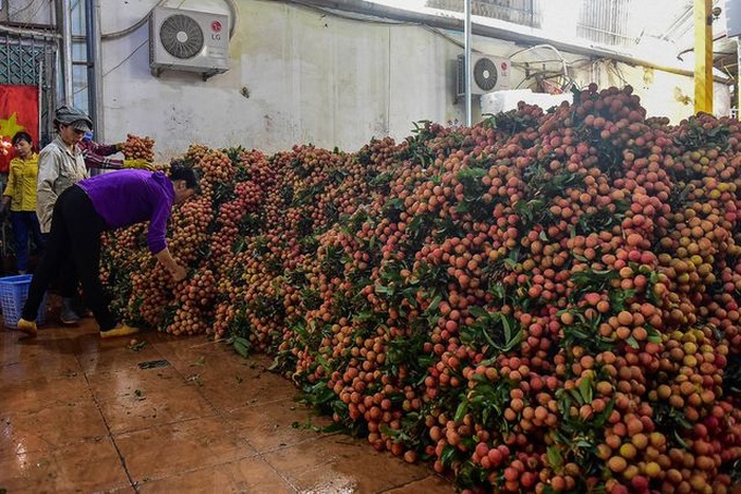 Lychee harvest season in Bac Giang - 6 Lychee harvest season in Bac Giang - 6