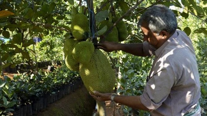 India's 'superfood' jackfruit goes global - 1
