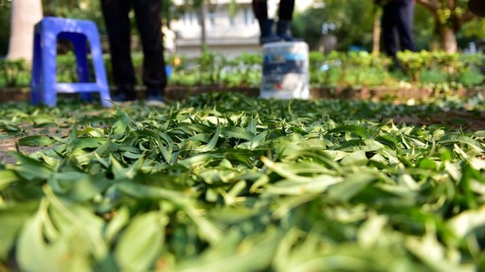 Hanoi peach growers preparing for Tet - 3