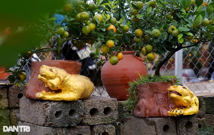 Bonsai kumquat trees introduced for Lunar New Year decoration - 2