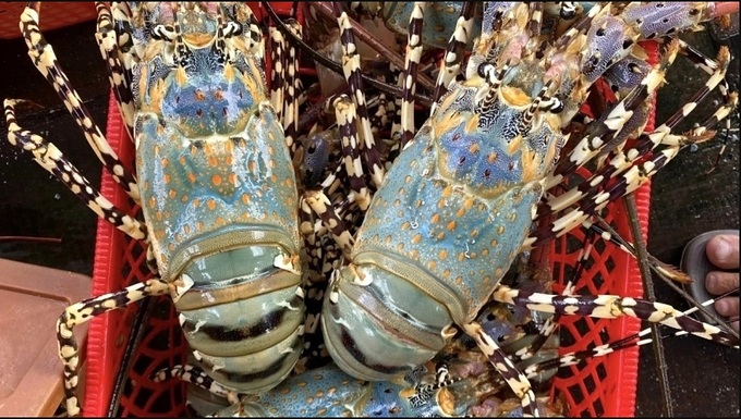 China asked to remove obstacles to Vietnamese rock lobster exports - 1