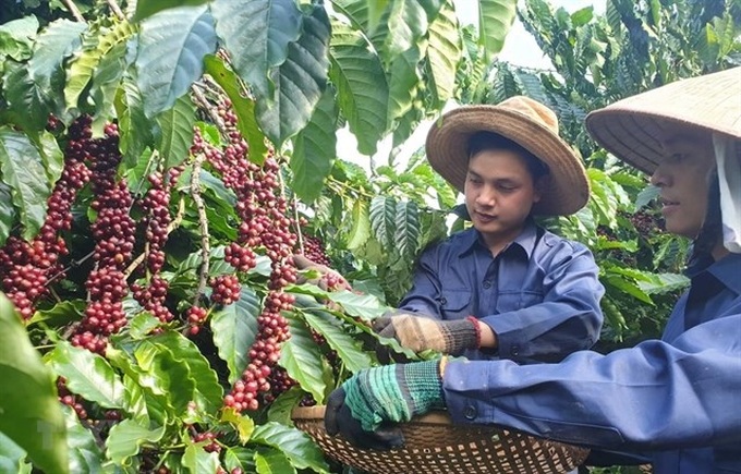 Vietnam to manage coffee quality through new database - 1 Vietnam to manage coffee quality through new database - 1