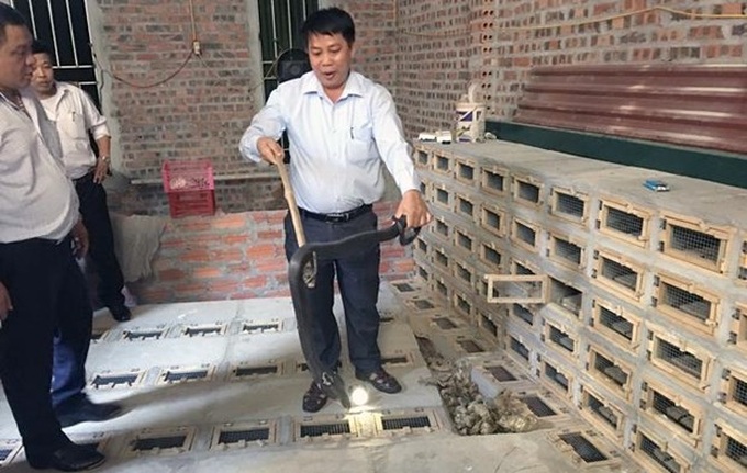 Vinh Phuc to develop Vinh Son into snake farming-tourism site - 1