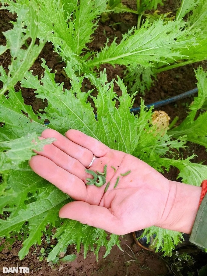Hanoi couple perservere in organic farming - 2