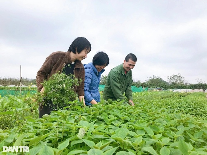 Hanoi couple perservere in organic farming - 4