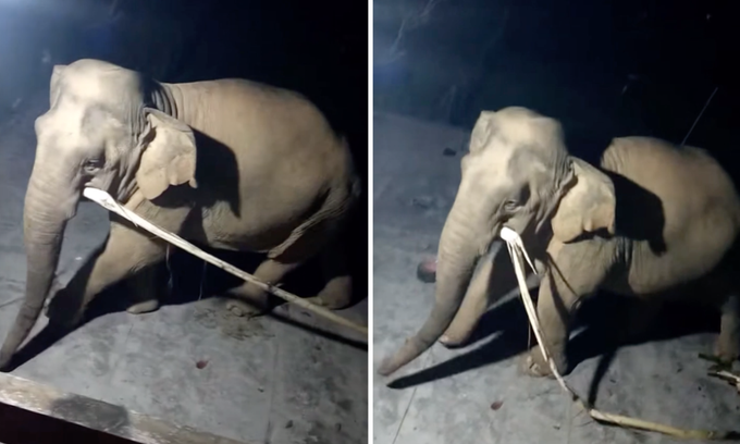 Nghe An wild elephant forages in village - 1 Nghe An wild elephant forages in village - 1