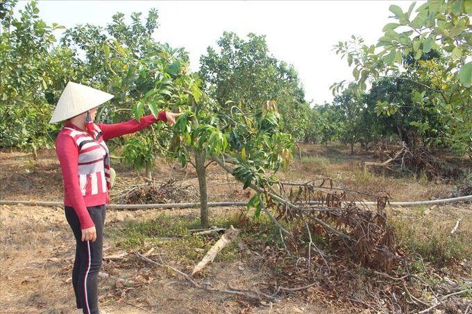 Dong Nai farmers live in fear as elephants go on rampage - 1
