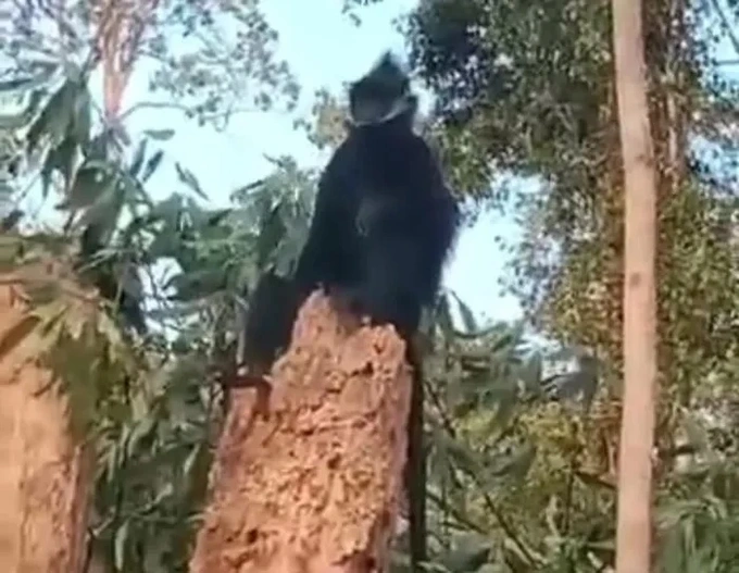 Quang Tri man attacked by white-headed gibbon - 1
