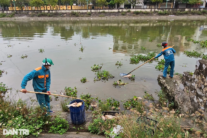Around 300 tonnes of fish in Hai Duong die - 6 Around 300 tonnes of fish in Hai Duong die - 6