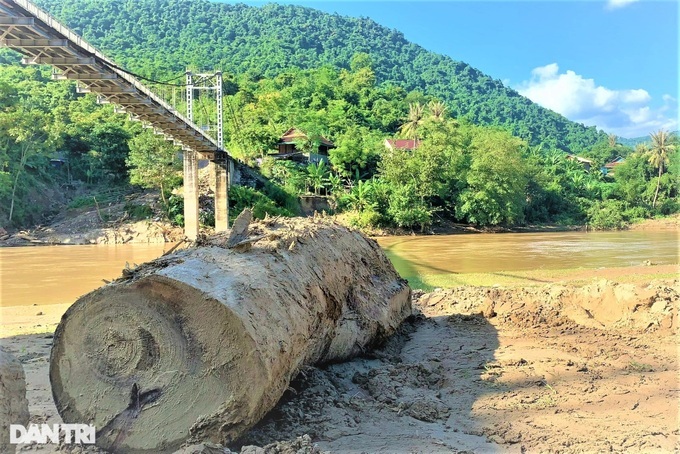 Flooded Nghe An river carries timber downstream - 1 Flooded Nghe An river carries timber downstream - 1