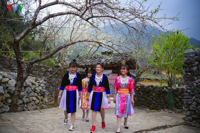 Peach and plum blossoming in Ha Giang - 9 Peach and plum blossoming in Ha Giang - 9