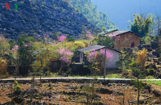 Peach and plum blossoming in Ha Giang - 2 Peach and plum blossoming in Ha Giang - 2