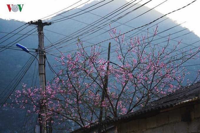Peach and plum blossoming in Ha Giang - 4 Peach and plum blossoming in Ha Giang - 4