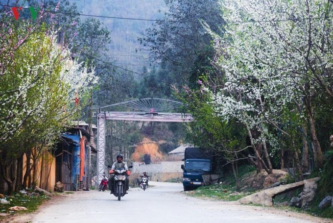 Peach and plum blossoming in Ha Giang - 6 Peach and plum blossoming in Ha Giang - 6