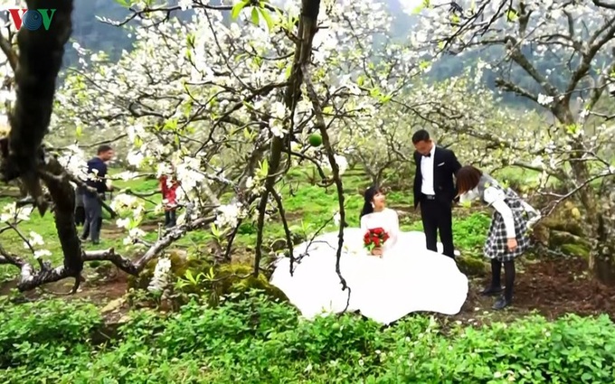 Plum blossoms cover Moc Chau valleys - 1