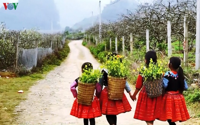 Plum blossoms cover Moc Chau valleys - 2