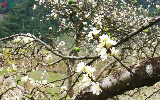 Plum blossoms cover Moc Chau valleys - 6