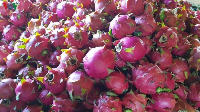 Son La successfully exports dragon fruit - 1
