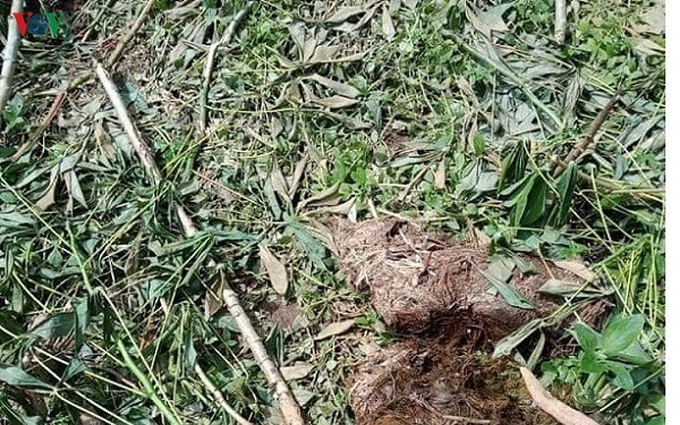 Wild elephants destroy Nghe An crops - 1 Wild elephants destroy Nghe An crops - 1