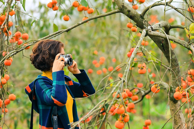 Moc Chau persimmon gardens attract visitors - 3 Moc Chau persimmon gardens attract visitors - 3