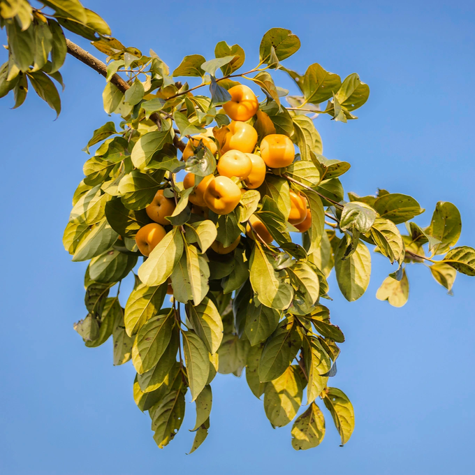 Moc Chau persimmon gardens attract visitors - 6 Moc Chau persimmon gardens attract visitors - 6
